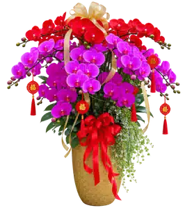 Chậu Lan Hồ Điệp Đỏ Và Tím