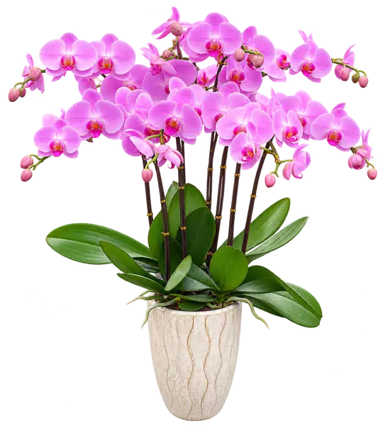 Chậu Lan Hồ Điệp Hồng