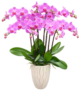 Chậu Lan Hồ Điệp Hồng