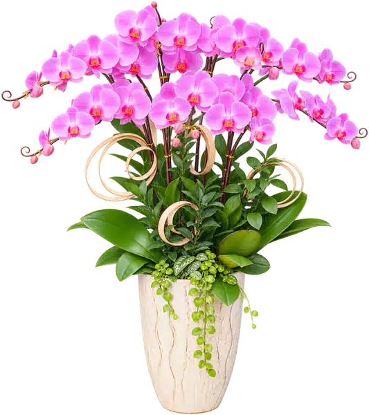 Chậu Lan Hồ Điệp Hồng