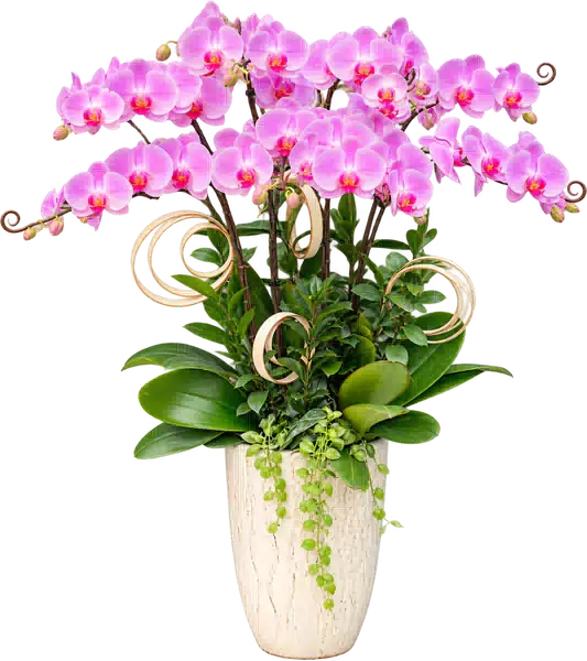 Chậu Lan Hồ Điệp Hồng