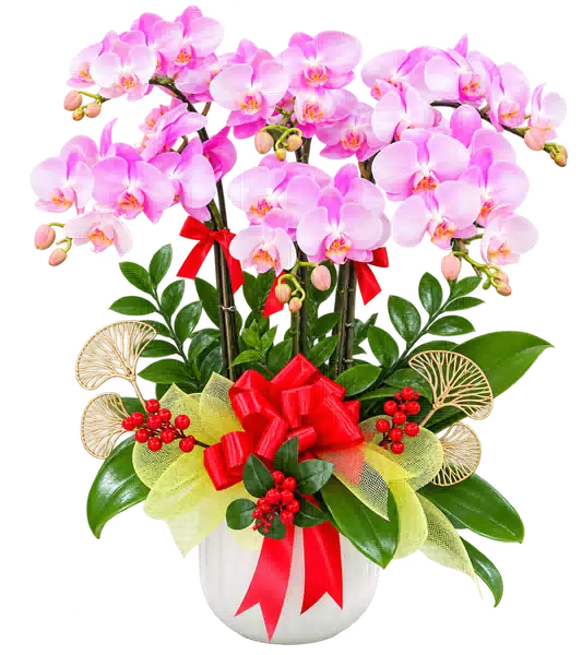 Chậu Lan Hồ Điệp Hồng