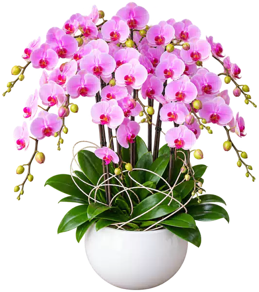 Chậu Lan Hồ Điệp Hồng
