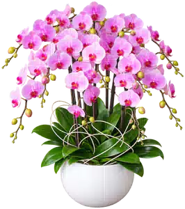 Chậu Lan Hồ Điệp Hồng