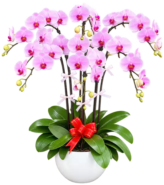 Chậu Lan Hồ Điệp Hồng