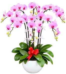 Chậu Lan Hồ Điệp Hồng