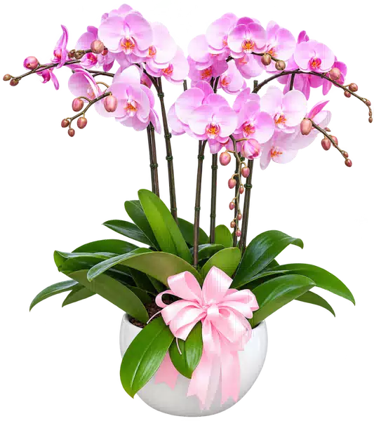 Chậu Lan Hồ Điệp Hồng