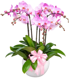Chậu Lan Hồ Điệp Hồng