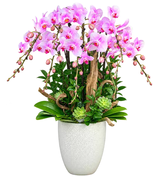 Chậu Lan Hồ Điệp Hồng