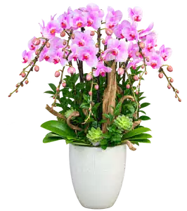Chậu Lan Hồ Điệp Hồng