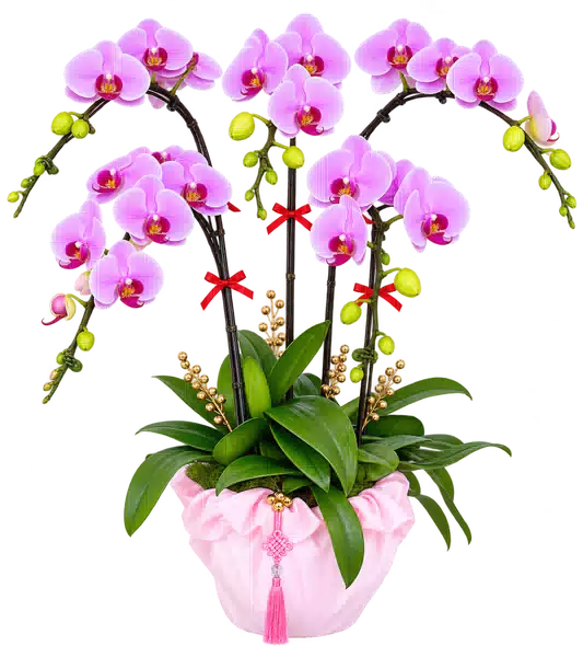 Chậu Lan Hồ Điệp Hồng