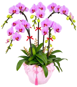 Chậu Lan Hồ Điệp Hồng