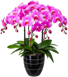 Chậu Lan Hồ Điệp Hồng