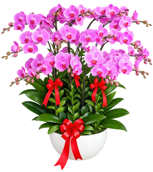 Chậu Lan Hồ Điệp Hồng