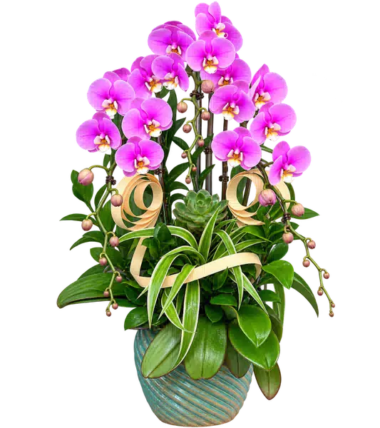 Chậu Lan Hồ Điệp Hồng