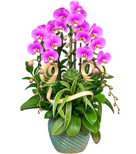 Chậu Lan Hồ Điệp Hồng