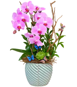 Chậu Lan Hồ Điệp Hồng