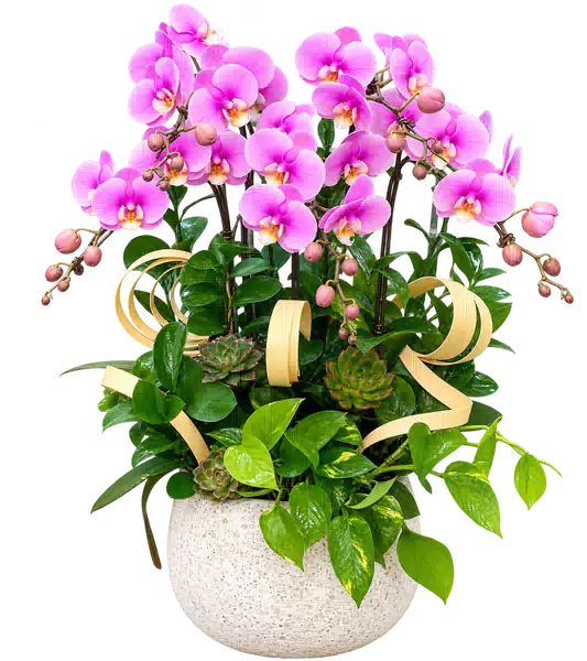 Chậu Lan Hồ Điệp Hồng