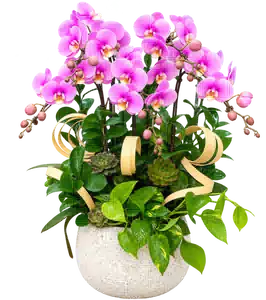 Chậu Lan Hồ Điệp Hồng