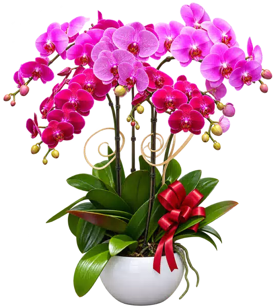 Chậu Lan Hồ Điệp Hồng