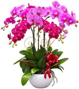 Chậu Lan Hồ Điệp Hồng