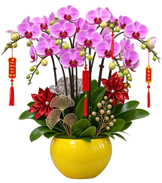 Chậu Lan Hồ Điệp Hồng