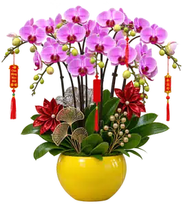 Chậu Lan Hồ Điệp Hồng