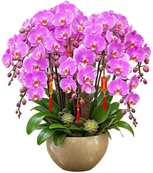 Chậu Lan Hồ Điệp Hồng