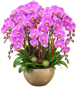 Chậu Lan Hồ Điệp Hồng