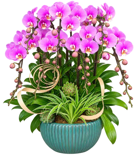 Chậu Lan Hồ Điệp Hồng