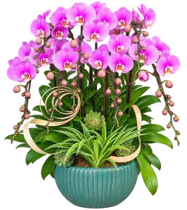 Chậu Lan Hồ Điệp Hồng