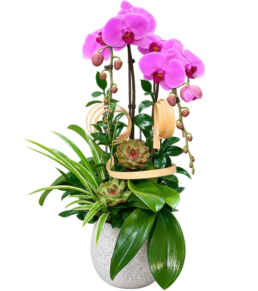 Chậu Lan Hồ Điệp Hồng