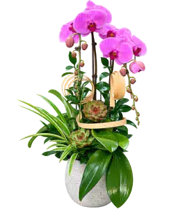 Chậu Lan Hồ Điệp Hồng