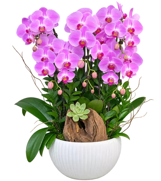 Chậu Lan Hồ Điệp Hồng