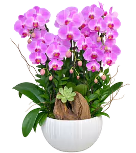 Chậu Lan Hồ Điệp Hồng