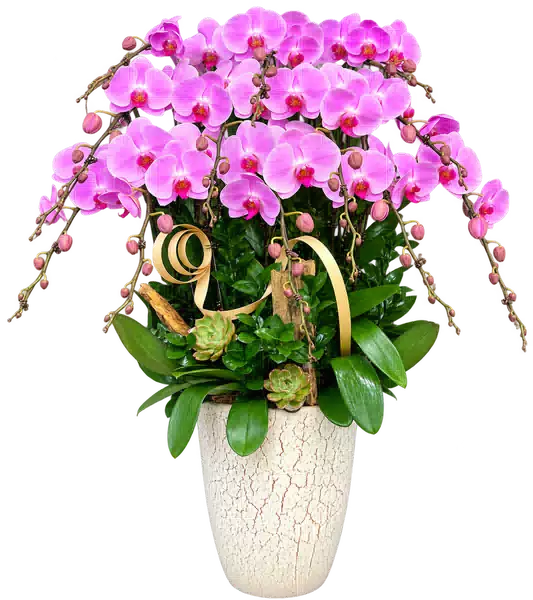 Chậu Lan Hồ Điệp Hồng