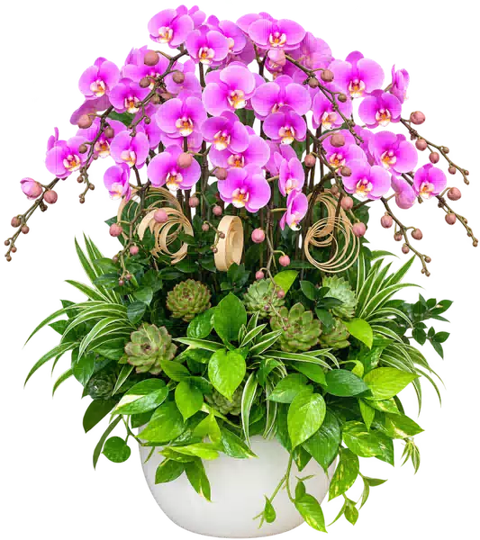 Chậu Lan Hồ Điệp Hồng