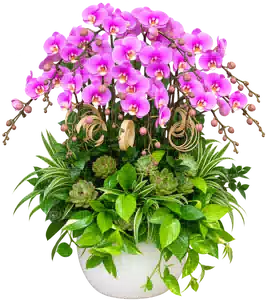 Chậu Lan Hồ Điệp Hồng