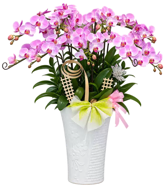Chậu Lan Hồ Điệp Hồng