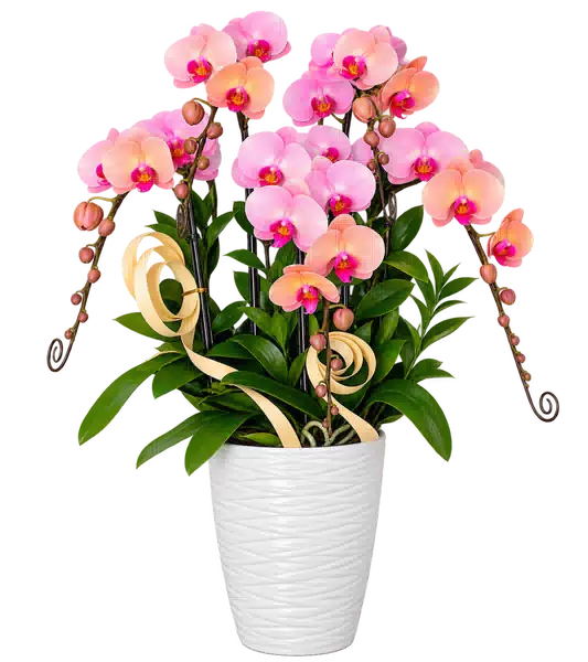 Chậu Lan Hồ Điệp Hồng Cam