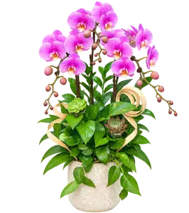 Chậu Lan Hồ Điệp Hồng