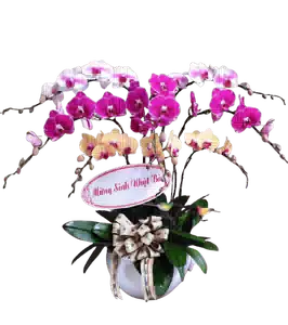 Chậu Lan Hồ Điệp phối Tím Hồng