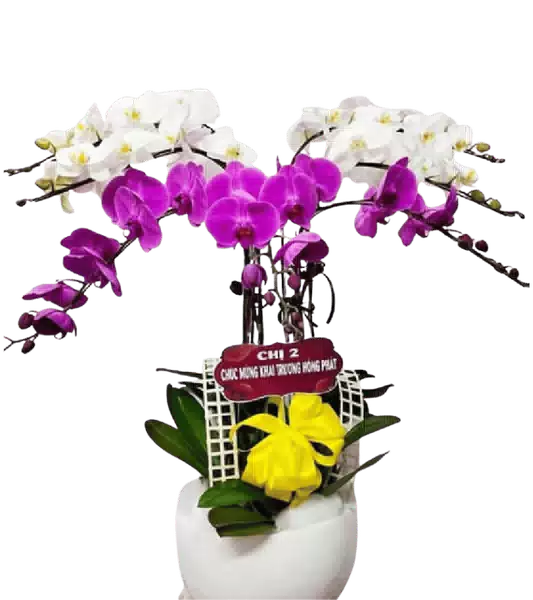 Chậu Lan Hồ Điệp phối Trắng và Tím Đậm