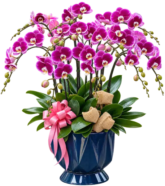 Chậu Lan Hồ Điệp Tím