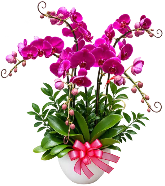 Chậu Lan Hồ Điệp Tím
