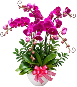 Chậu Lan Hồ Điệp Tím