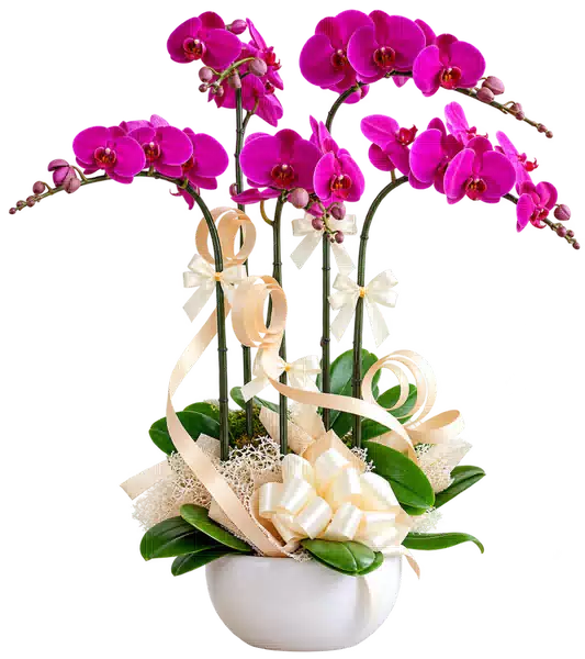 Chậu Lan Hồ Điệp Tím