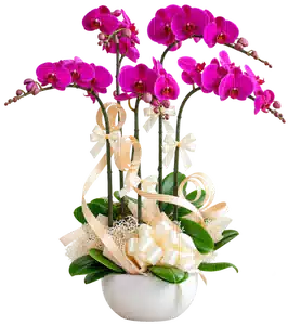 Chậu Lan Hồ Điệp Tím
