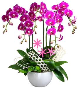 Chậu Lan Hồ Điệp Tím