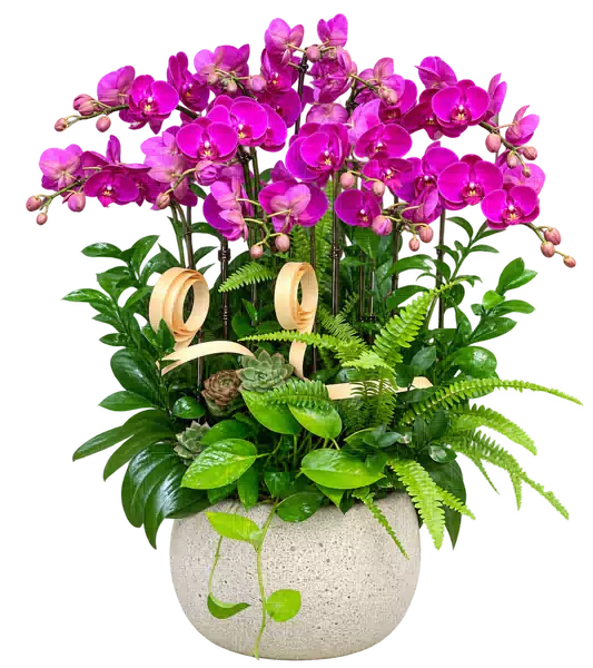 Chậu Lan Hồ Điệp Tím